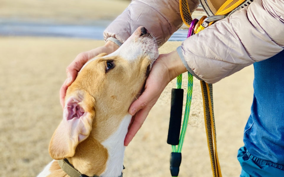 アニマルセラピーとは